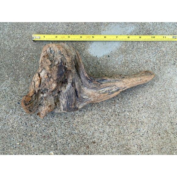 Ohio River Driftwood 10"x5"x3" (Hip Bone Shape) - Picture 3 of 3
